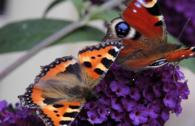 Papillons du jardin les petits nouveaux.