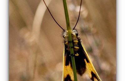 Ascalaphe ambré ♀ - Libelloides longicornis (Linnaeus, 1764)