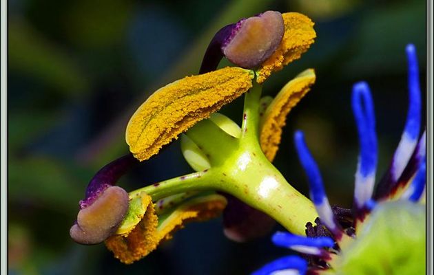 Au cœur d'une Passiflore bleue (Passiflora caerulea) - Lartigau - Milhas - 31 
