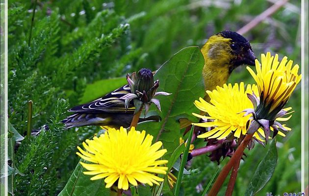 Chardonneret à menton noir, Black-chinned Siskin (Spinus barbatus) - Terre de Feu - Argentine