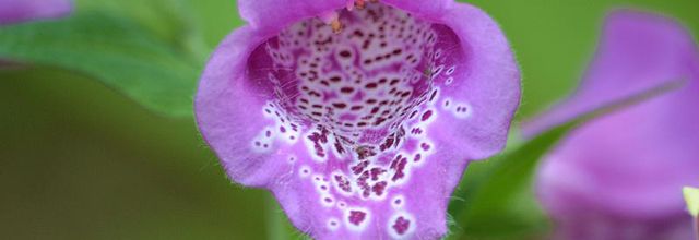 Les fleurs du weekend : La digitale