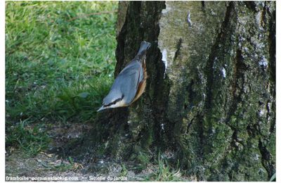 Sittelle du jardin - 2013