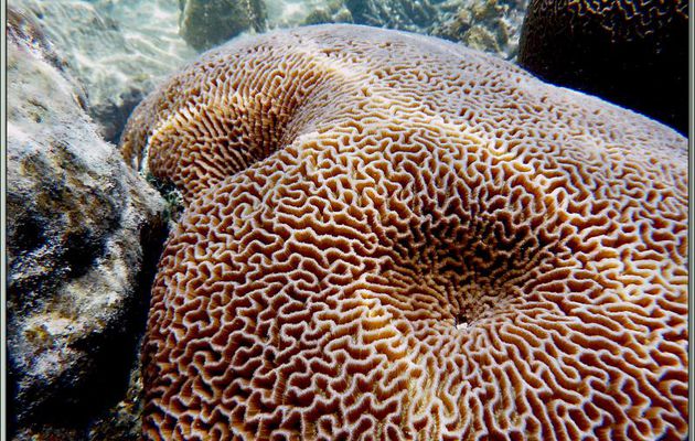 Corail-cerveau dédale (Platygyra daedalea) - Anse de Port Launay - Mahé - Seychelles
