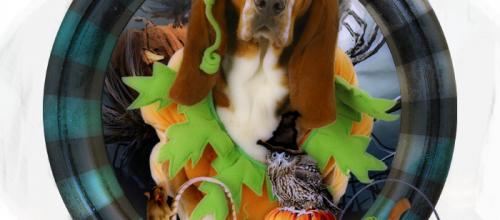 Halloween 2 loulou 