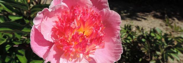 Bonne fête aux Mamans