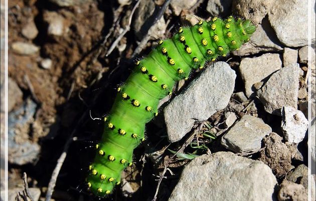 Chenille du Papillon Petit-Paon de nuit (Saturnia pavonia) - Artigue - 31