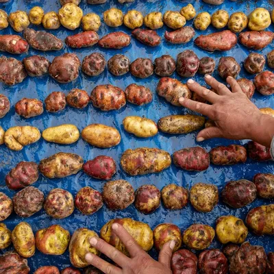 Petite histoire de la pomme de terre : détestée avant d’être adorée