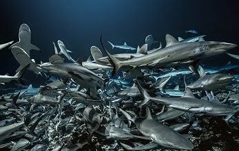 Les requins ... 