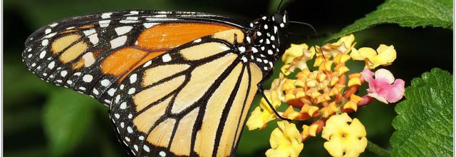 Monarque (2) - Danaus plexippus