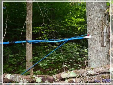Installation de récupération d'eau d'érable dans une érablière - Petit Lac Preston - Duhamel - Outaouais - Québec - Canada