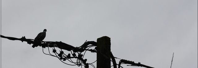 Photo de l'été 8 - Ramier sur un fil
