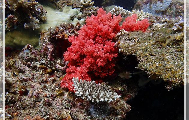 Corail mou rouge vif indéterminé - Les Tétons - Nosy Tsarabanjina - Nosy Mitsio - Madagascar
