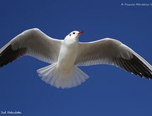 Mouette rieuse