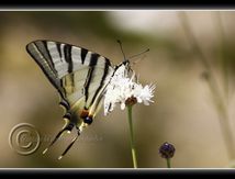 Flambé, (Iphiclides podalirius) -  Papilionidae