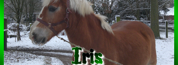 Iris janvier 2011