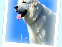  Meije "Princesse des cimes".