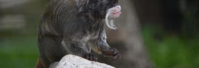La Ménagerie, Zoo du Jardin des Plantes : Le Tamarin empereur