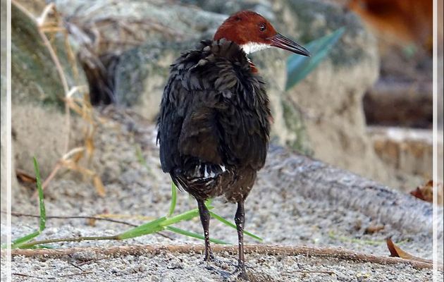 Râle de Cuvier, White-throated Rail (Dryolimnas cuvieri) - Nosy Tsarabanjina - Archipel des Mitsio - Madagascar