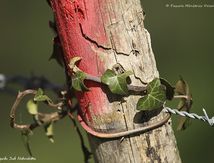 Quand la nature décide...