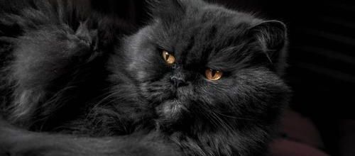 Les chats noirs...