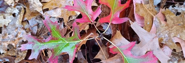 Feuilles d'A...utomne