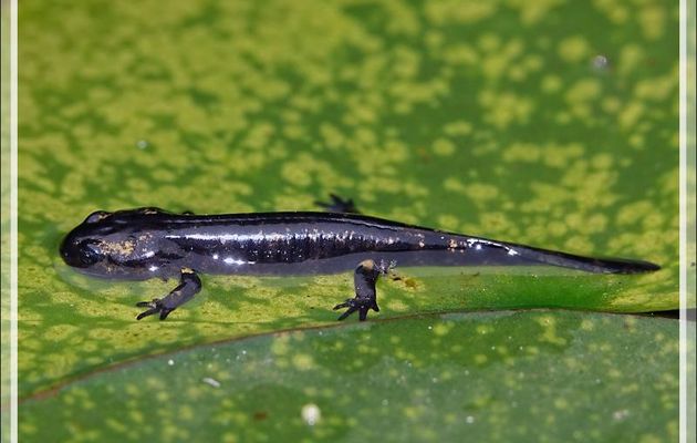 Larve de salamandre au développement bien avancé - Lartigau - Milhas - 31