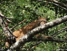 Lynx