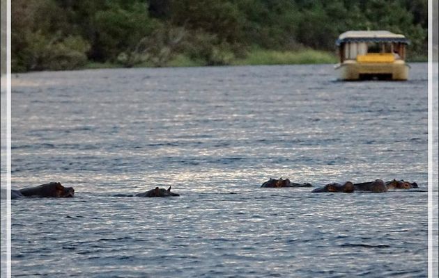 Hippopotame amphibie, Hippopotame commun (Hippopotamus amphibius) - Fleuve Zambèze - Zimbabwe