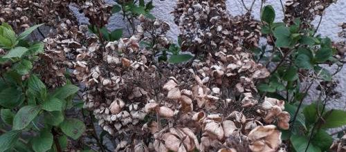 Un peu de jardinage et blagues
