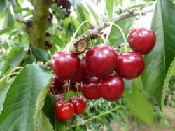 Au jardin 8.