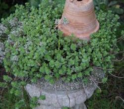 Fourmilière en pot