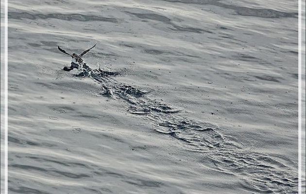 La diagonale du Mergule nain, Little auk (Alle alle) - Navigation vers le Groenland - Mer de Baffin