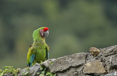 Ara militaire - Ara militaris - Military Macaw
