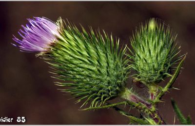Cirse Commun (2) - Cirse Lancéolé - Chardon Vulgaire / Cirsium vulgare