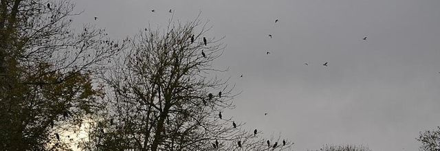 Les oiseaux en hiver : Poème de Lamartine