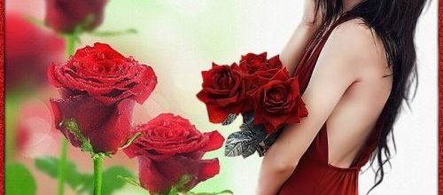 Pétales de roses .
