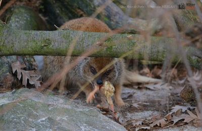 Ménagerie du Jardin des Plantes : Le repas de la Mangouste Fauve