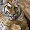 Postures d'Animaux