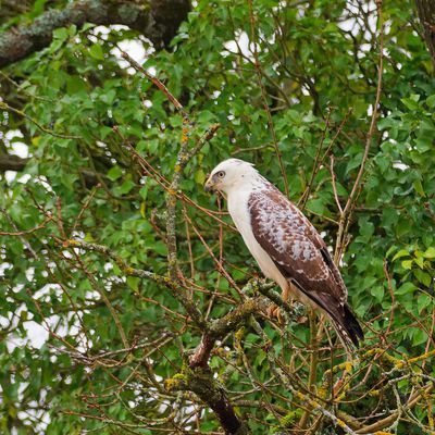 Buse variable (plumage très clair). Forêt de Fontainebleau. Janvier 2025.