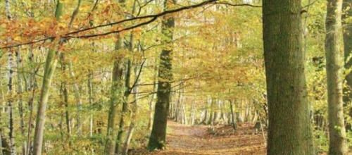 Confirmation de la sortie du 28 novembre