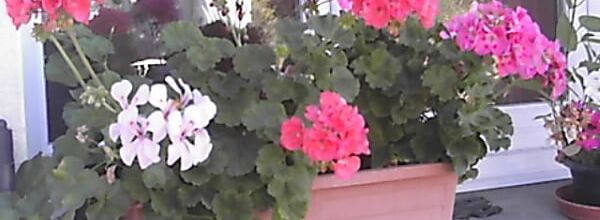 mes fleurs