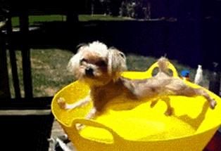 Animal being dicks (silly gifs of animals being jerks)