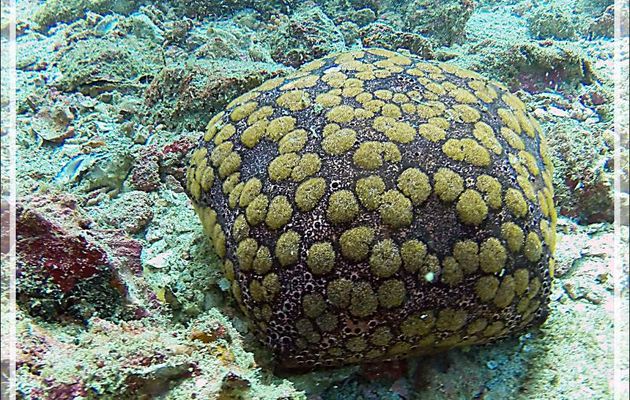 Deuxième plongée sur le spot "Betalinjona" - Culcite, Etoile-coussin requin, Cushion-star, Pillow starfish (Culcita schmideliana) - Nosy Tsarabanjina - Archipel Mitsio - Madagascar