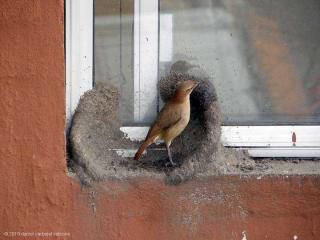 Un couple d'oiseaux fabrique son nid.