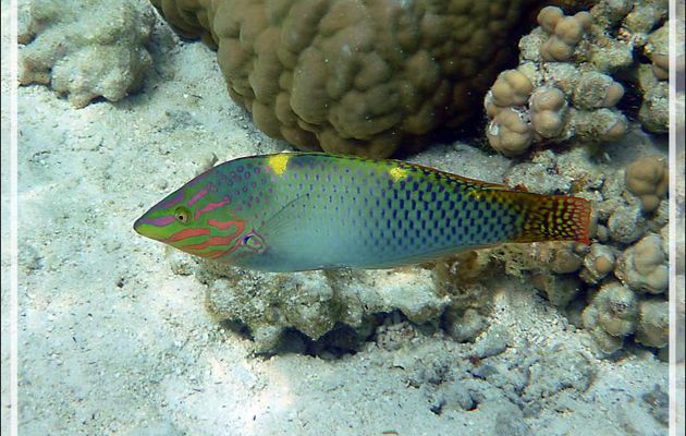 Labre ou Girelle échiquier, Checkerboard wrasse (Halichoeres hortulanus) - Jardin de corail - Motu Tautau - Taha'a - Polynésie française
