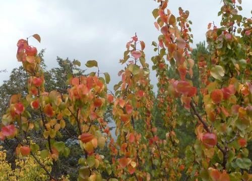 Lei coulour de l’autouno…