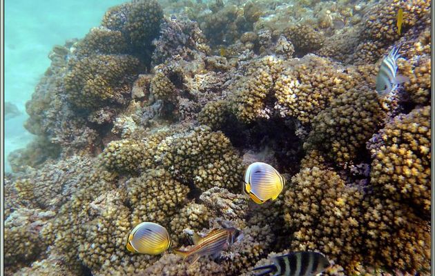 Massif corallien et ses hôtes, en particulier deux poissons-papillons à trois bandes ou délavé ou Chétodon à nageoire rouge orange (Chaetodon trifasciatus) - Praslin - Seychelles