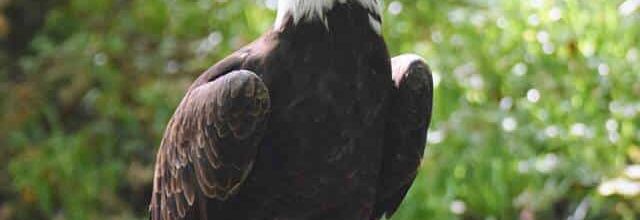  A TIRE   D 'AIGLE 