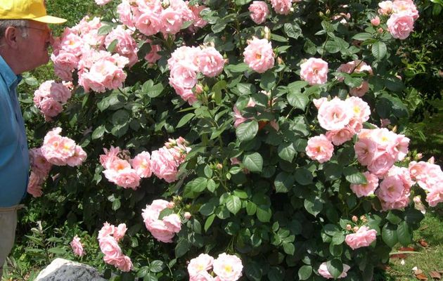 LYON 2015 - ON  FETE  LA  ROSE.