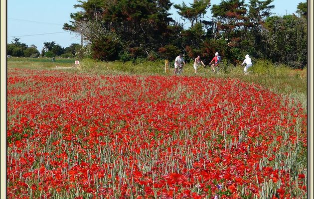 Champ de blé aux coquelicots - Loix-en-Ré - Ile de Ré - 17